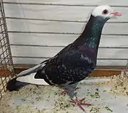 Pigeon Gier religieux bleu écaillé