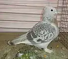 Pigeon Lucernois à col doré écaillé