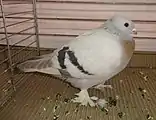 Pigeon Lucernois à col doré barré