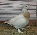 Pigeon Lucernois à col doré sans barres