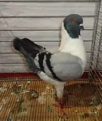 Pigeon Modène Allemand Gazzi bleu barré
