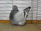 Pigeon Mondain bleu barré