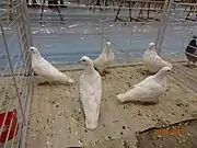 Pigeons carneaux blancs