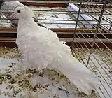 Pigeon frisé à coquille blanc