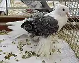 Pigeon frisé à coquille blanc à manteau bleu