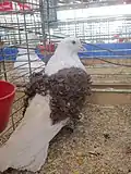 Pigeon frisé blanc à manteau rouge