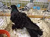 Pigeon frisé noir