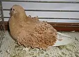 Pigeon frisé jaune
