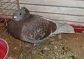 Pigeon huppé de Soultz rouge cendré écaillé