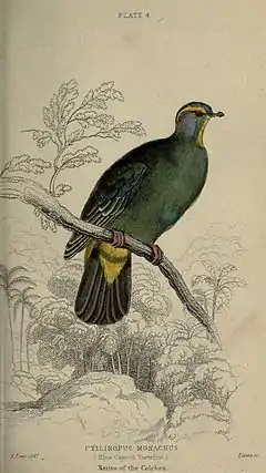 Description de l'image Pigeons (Plate 4) (6976180713).jpg.