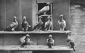 Pigeons domestiques vulgaires,du groupe des pigeons dits voyageurs