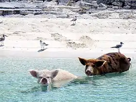 Pig Beach.