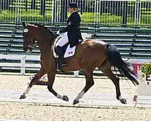 Photographie en couleurs d'un cheval monté par une cavalière pendant un concours d'équitation.