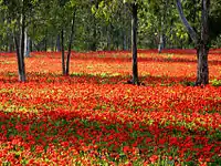 Anémones rouges, Israël.