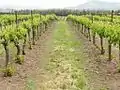 Vignoble biologique sur les hauteurs du Golan