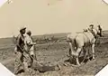 Agriculteurs à Ramat-Hacovesh (1937)