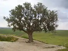 photo d'un arbre.