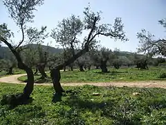 Palestine