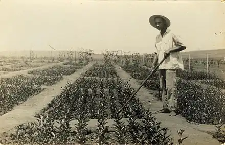 Première pépinière de citronniers par les émigrants juifs de Bulgarie, (en) Beit Hanan (en) (début des années 1930)