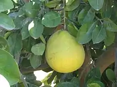 Citrus maxima (« Pamplemousse »)