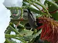 Un Souimanga de Palestine femelle en train de se nourrir de nectar de fleur de cactus dans la neige