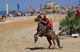 Image illustrative de l’article Cheval en Israël