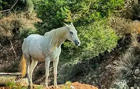 Cheval israélien de robe grise