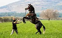 Cheval gris costumé et dressé sur ses jambes postérieures, un homme lui donnant des ordres.