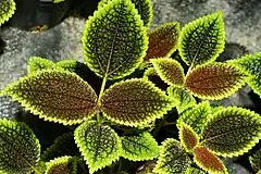 Description de l'image Pilea involucrata (Sims) Urban Moon Valley.jpg.