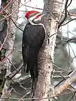 Un oiseau noir et blanc avec plusieurs taches rouges sur la tête