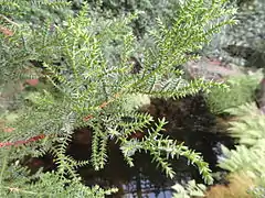 Pilgerodendron uviferum