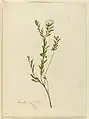 Pimelea linifolia (en), aquarelle