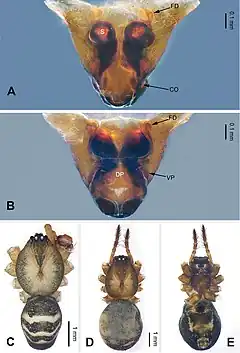 Description de l'image Pimoa binchuanensis (10.3897-zookeys.855.33501) Figure 2.jpg.