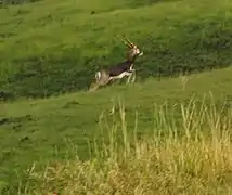 Antilope cervicapre dans la réserve de Pimpari Gavali.