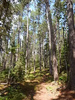 Un sentier dans une forêt de pins