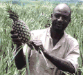 Fermier ghanéen tenant un ananas.