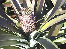 Fruits d'ananas, dans une plantation de l'île d'Oahu, dans l'archipel d'Hawaï.