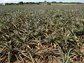Ananas à Veracruz, Mexique. L'Amérique latine produit 35% de l'ananas mondial.