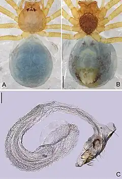 Description de l'image Pinelema cunfengensis (10.3897-zookeys.692.11677) Figure 2.jpg.