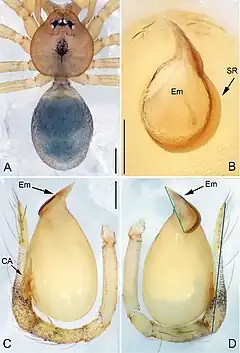 Description de l'image Pinelema damtaoensis (10.3897-zookeys.734.15061) Figure 1.jpg.