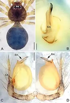 Description de l'image Pinelema laensis (10.3897-zookeys.734.15061) Figure 7.jpg.