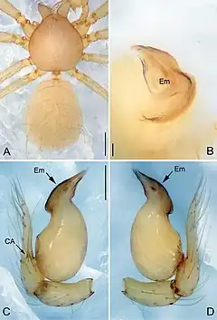 Description de l'image Pinelema nuocnutensis (10.3897-zookeys.734.15061) Figure 4.jpg.