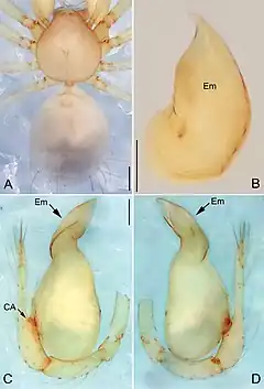 Description de l'image Pinelema pacchanensis (10.3897-zookeys.734.15061) Figure 10.jpg.