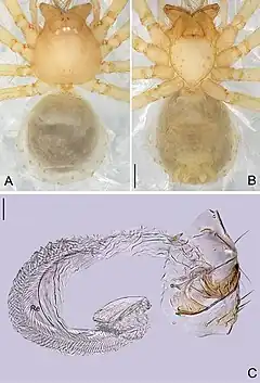 Description de l'image Pinelema podiensis (10.3897-zookeys.692.11677) Figure 4.jpg.