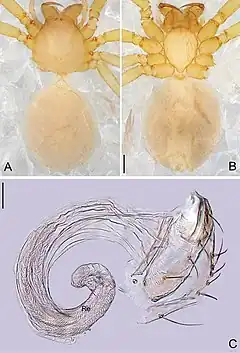 Description de l'image Pinelema qingfengensis (10.3897-zookeys.692.11677) Figure 6.jpg.