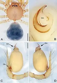 Description de l'image Pinelema spirulata (10.3897-zookeys.734.15061) Figure 13.jpg.