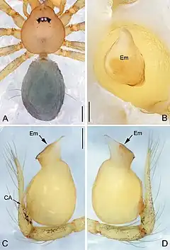 Description de l'image Pinelema xiezi (10.3897-zookeys.734.15061) Figure 16.jpg.