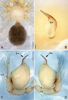 Description de l'image Pinelema zhenzhuang (10.3897-zookeys.734.15061) Figure 19.jpg.