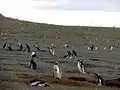 Manchots sur l’île Magdalena.