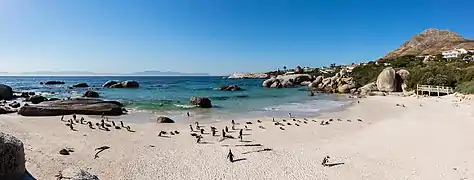 Manchots sur la plage Boulders Beach près du cap de Bonne-Espérance.